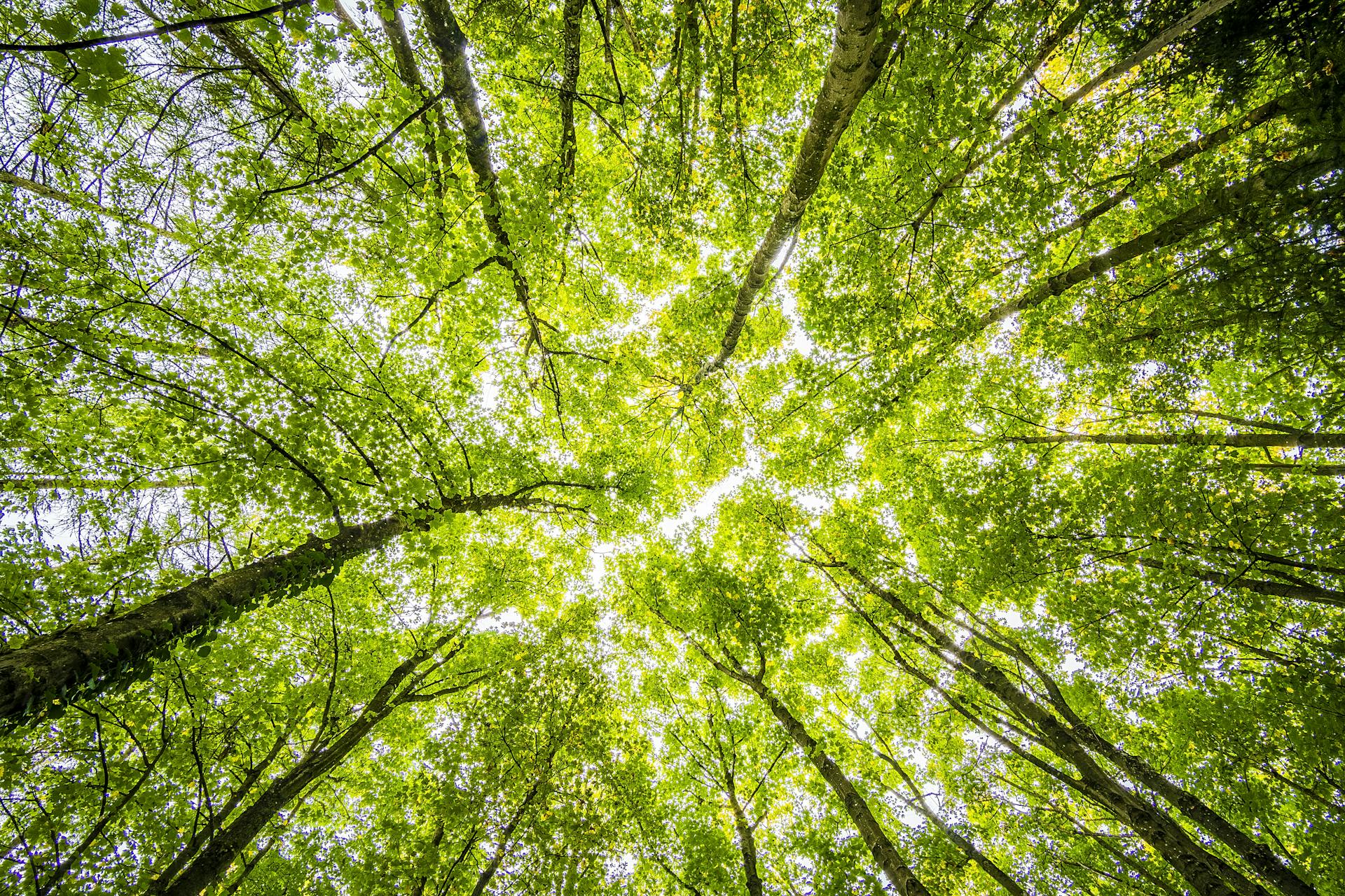 forest-canopy - galeria realizacji