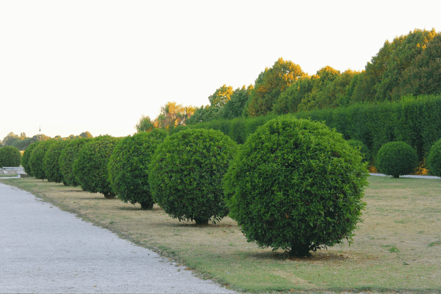 nasadzenia krzewów — realizacja Sadzenie Drzew