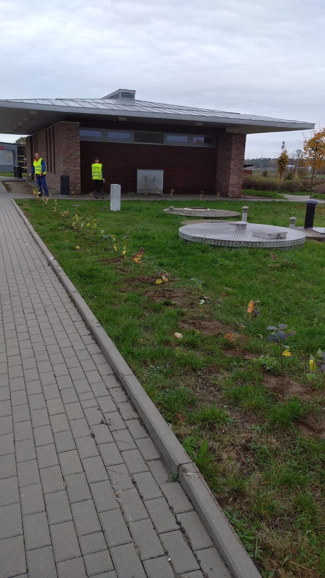 Nasadzenia przy drogach szybkiego ruchu
