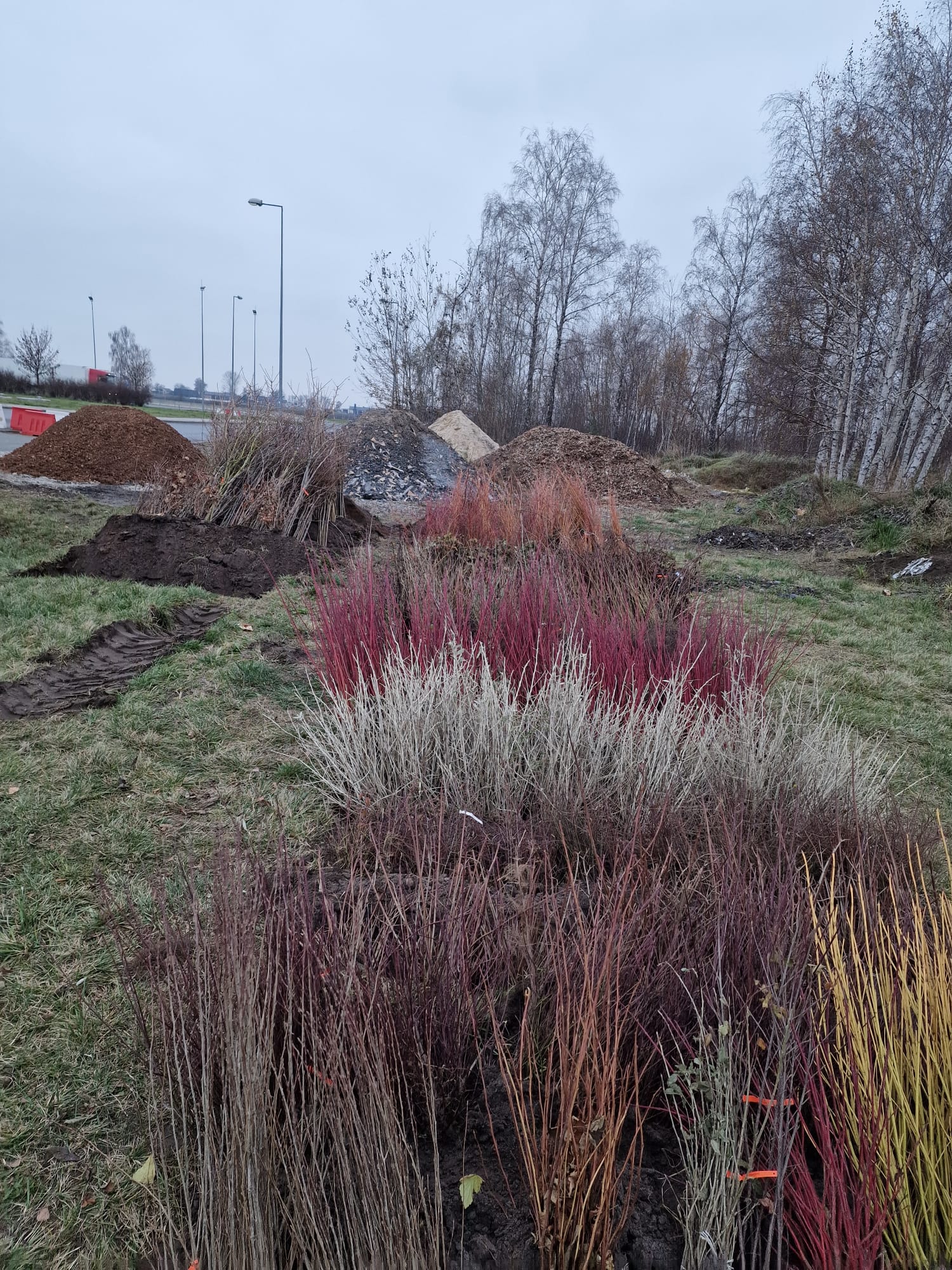 Krzewy przygotowane do nasadzeń przy autostradzie