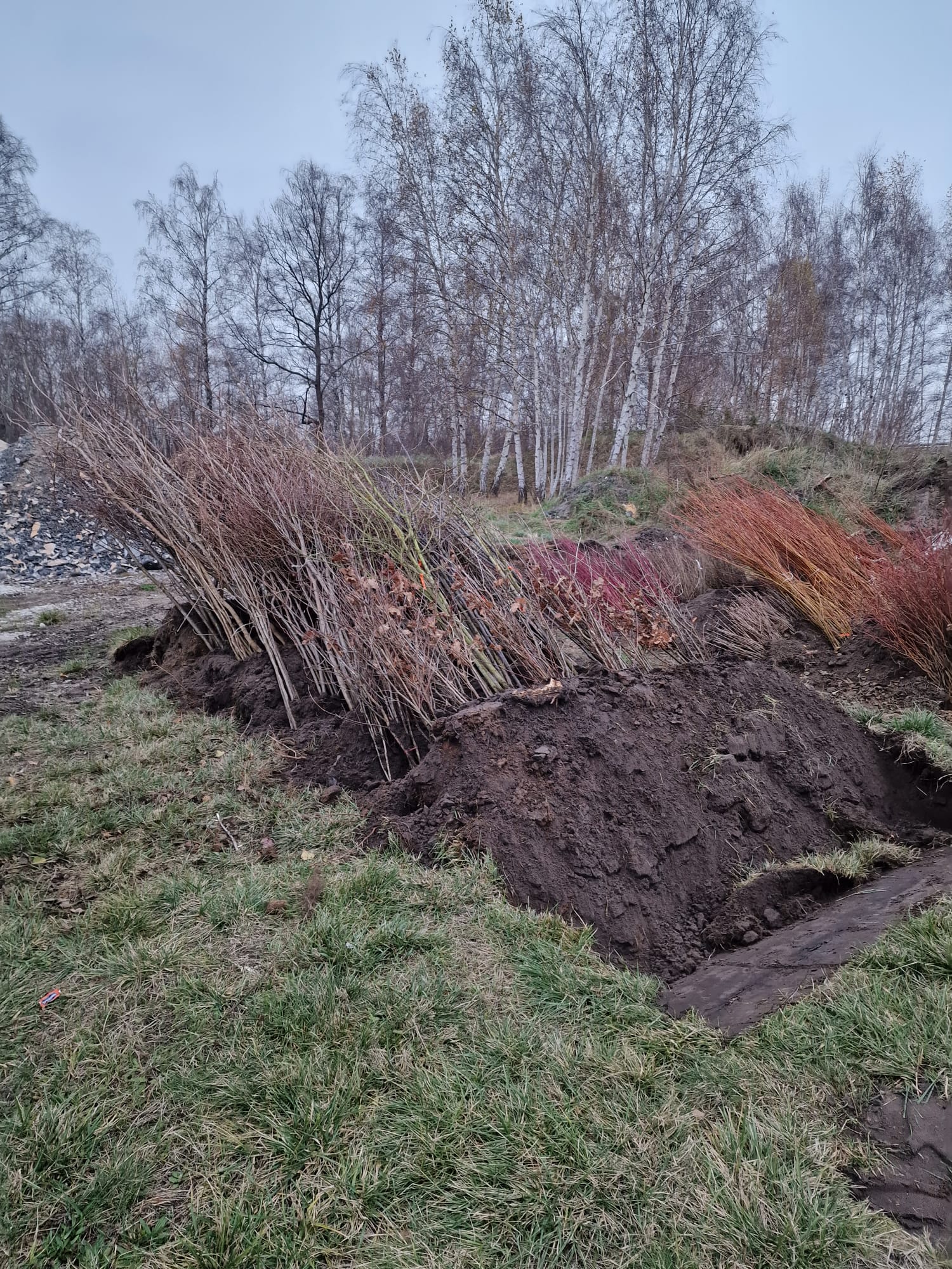Krzewy przygotowane do nasadzeń przy autostradzie