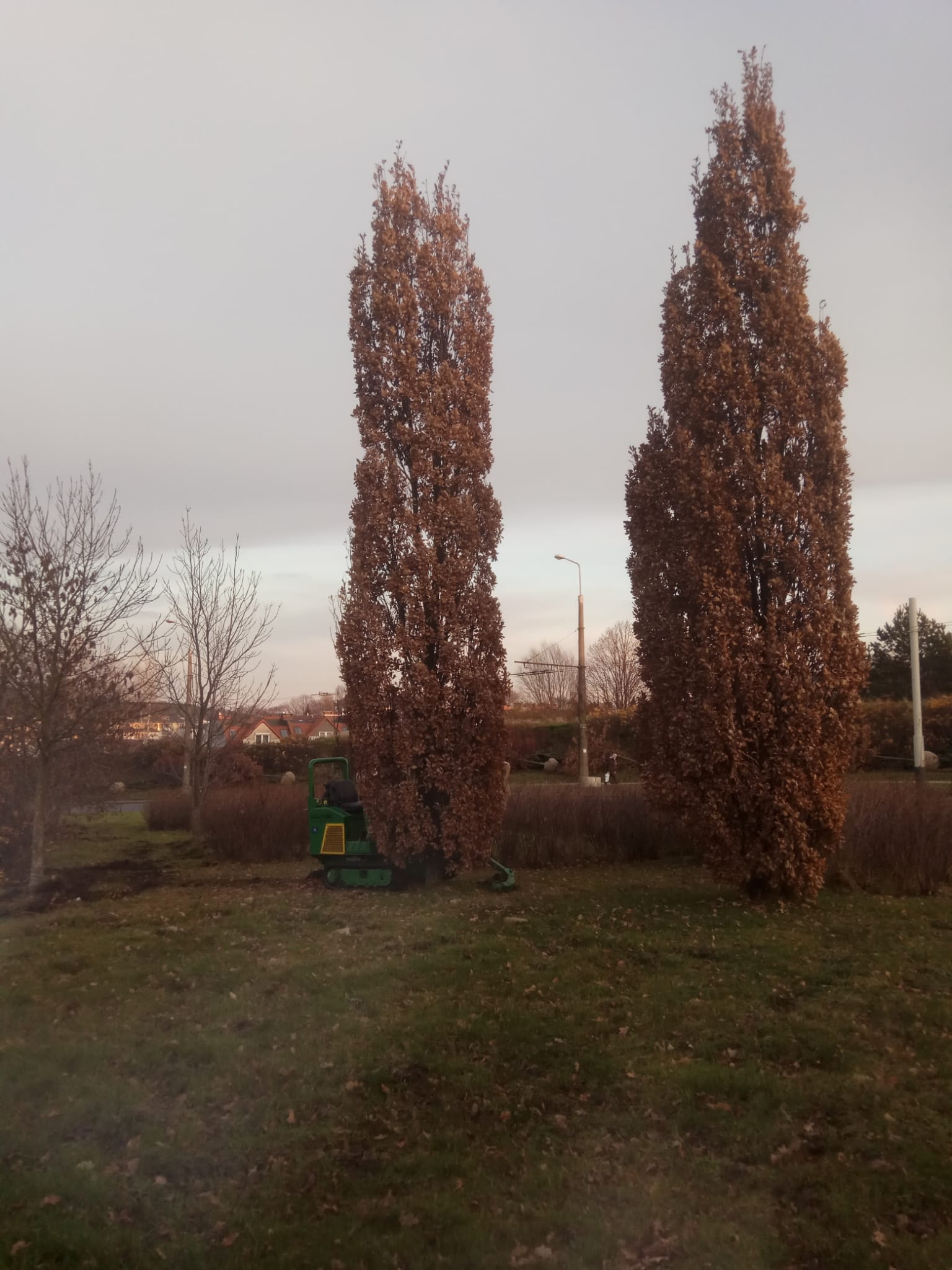 Gdynia przesadzanie 115 dębów