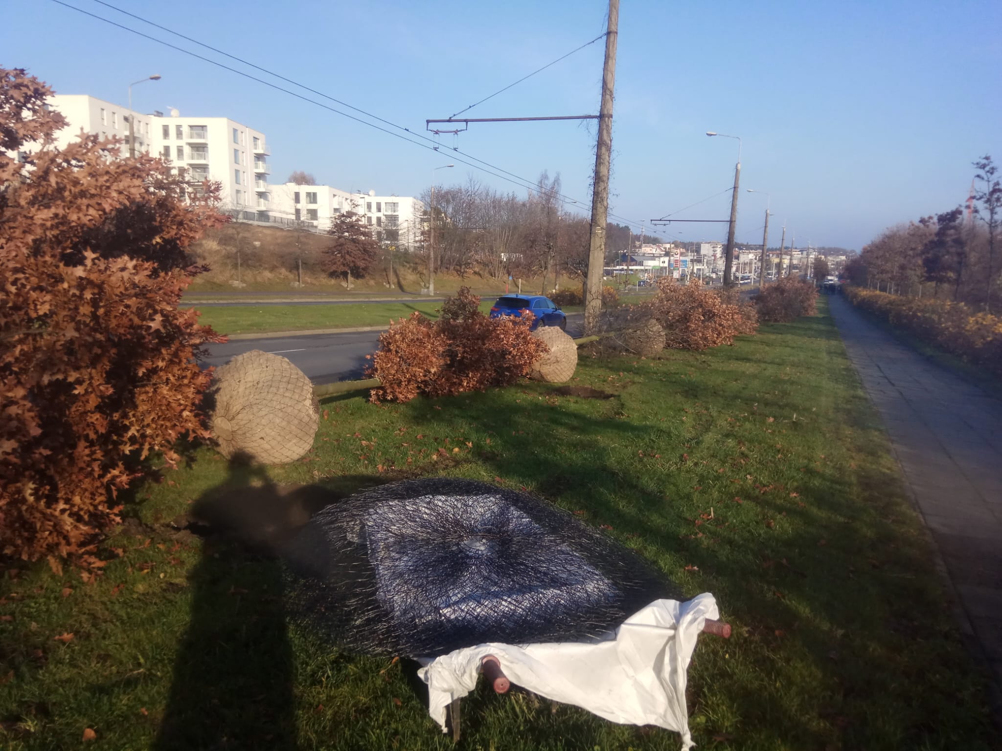 Gdynia przesadzanie 115 dębów