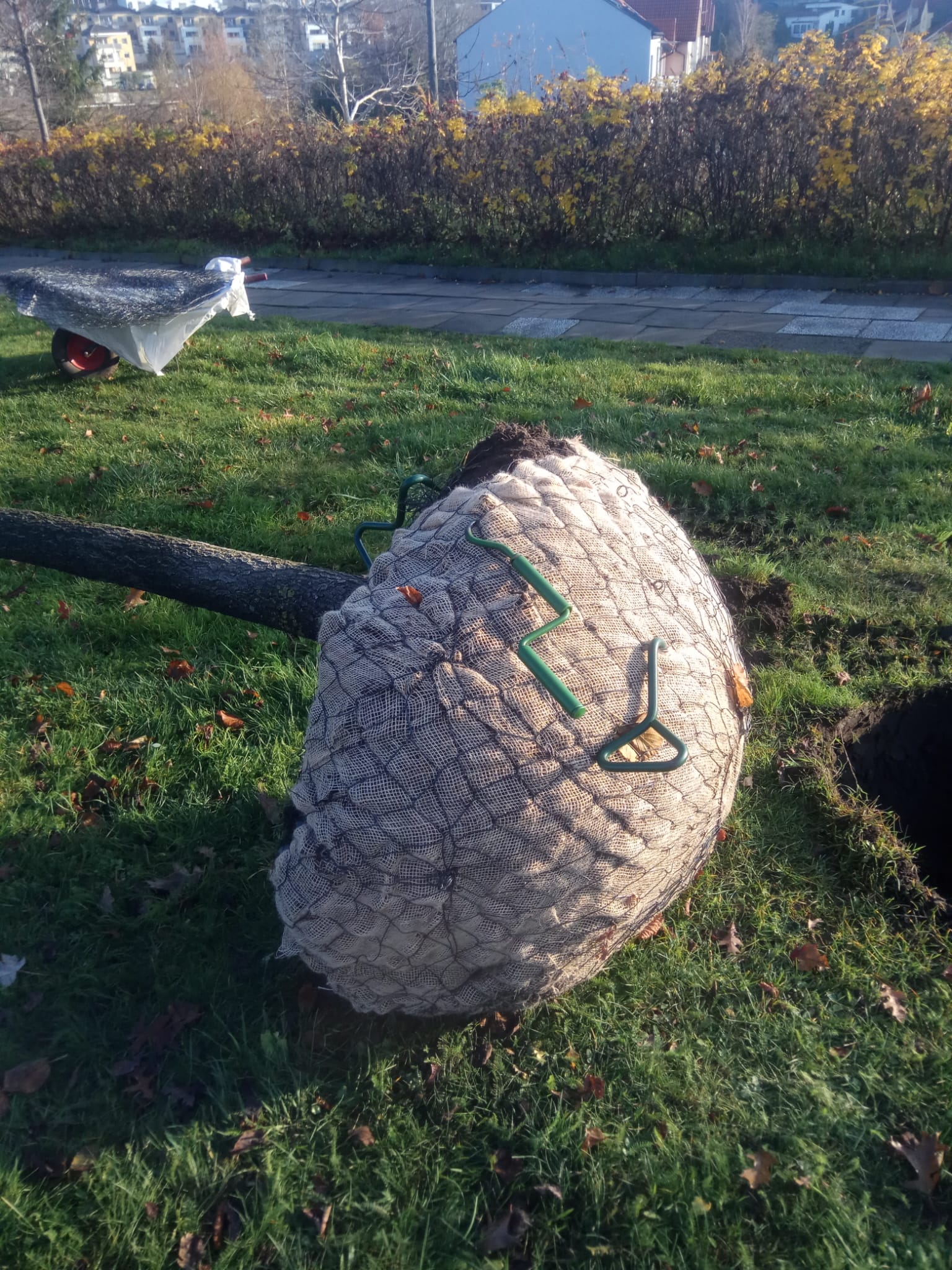 Gdynia przesadzanie 115 dębów
