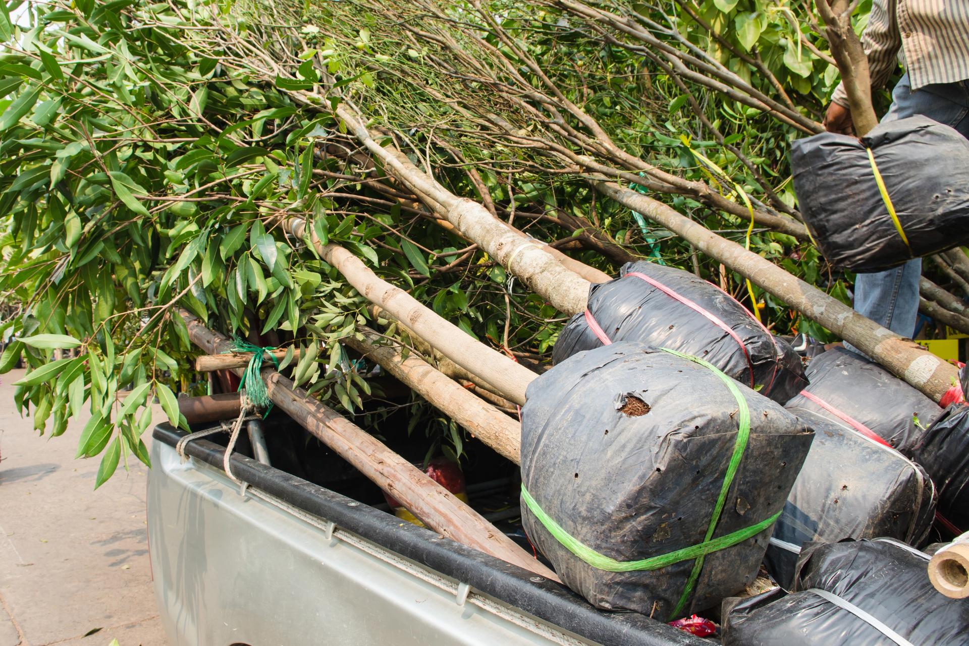 realizacje przesadzania drzew — realizacja Sadzenie Drzew