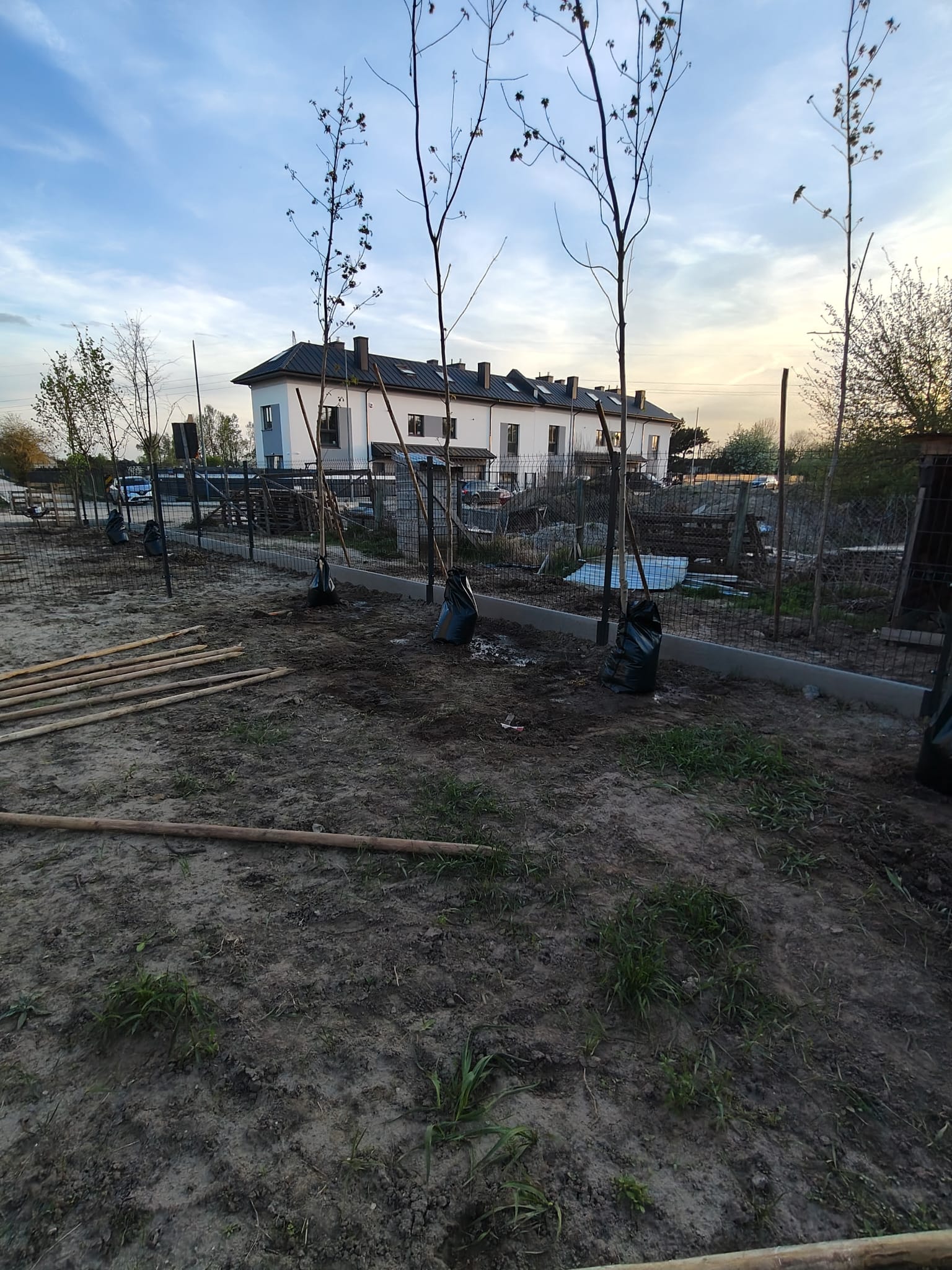Nasadzanie dla firm deweloperskiej - Lipy obw 20cm