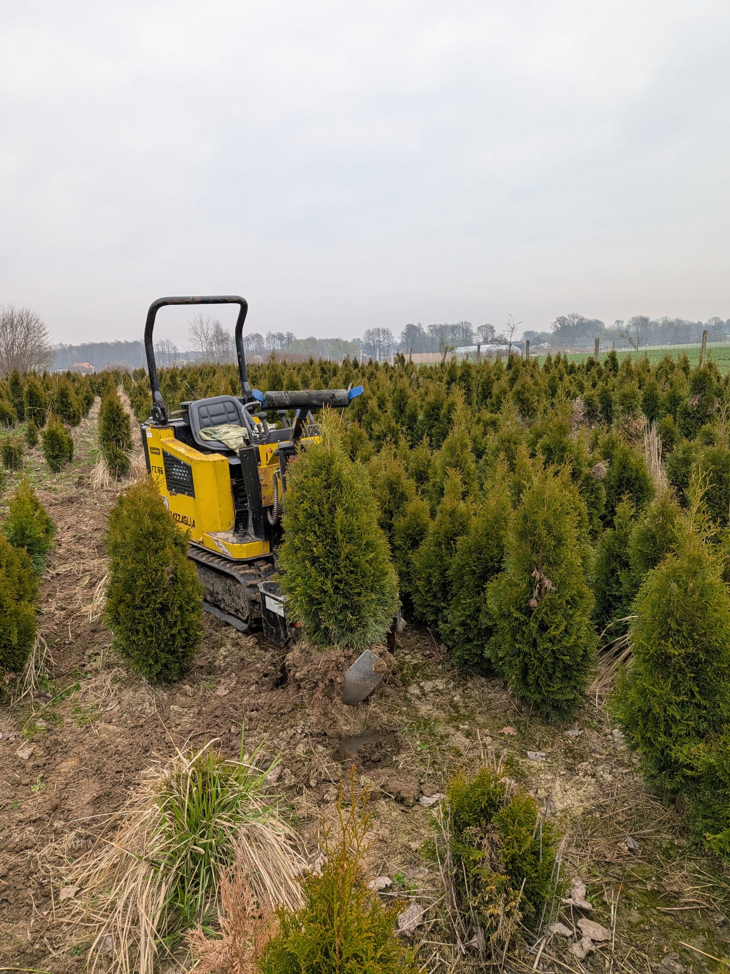 Tuje na plantacji przed dostawą
